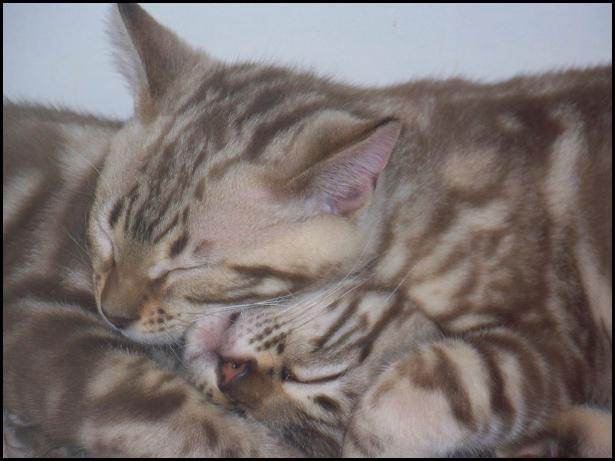 Sweet Bengal Brothers