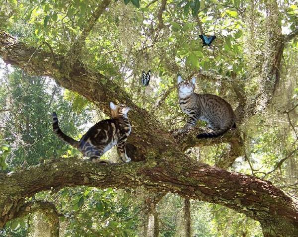 Bengal Cats